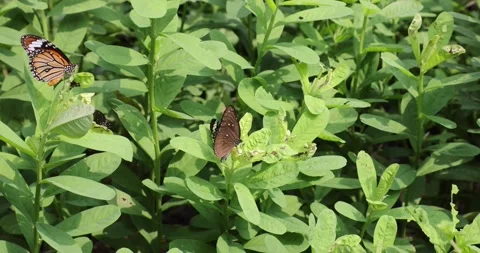 Various butterflies (Common Tiger, Contiguous Swift, Five-dot Sergeant) in Ho Stock Footage 162965911