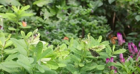 Various butterflies (Common Tiger, Contiguous Swift, Five-dot Sergeant) in Ho Stock Footage 162965933