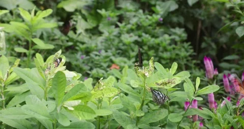 Various butterflies (Common Tiger, Contiguous Swift, Five-dot Sergeant) in Ho Stock Footage 162965968