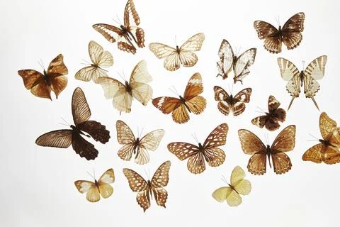 Various butterfly specimens on a white background Stock Photos