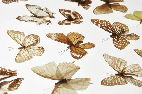 Various butterfly specimens on a white background Stock Photos