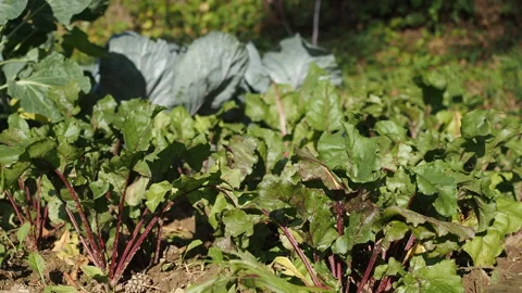Various cabbages and beetroots seedbed in the garden in HD VIDEO. Stock Footage 144629834