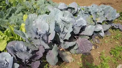 Various cabbages seedbed in the garden in HD VIDEO. Stock Footage 144628591