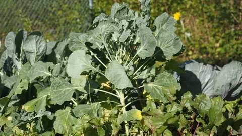Various cabbages seedbed in the garden in HD VIDEO. Stock Footage 144630361