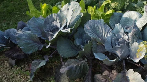Various cabbages seedbed in the garden in HD VIDEO. Stock Footage 144633336