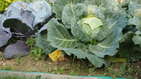 Various cabbages seedbed in the garden in HD VIDEO. Stock Footage 144634409