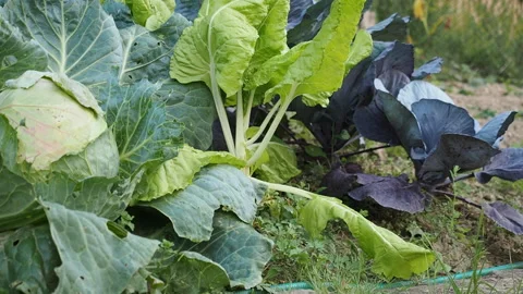 Various cabbages seedbed in the garden in HD VIDEO. Stock Footage 144635144