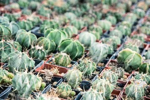 Various cacti in the flowerpots Stock Photos