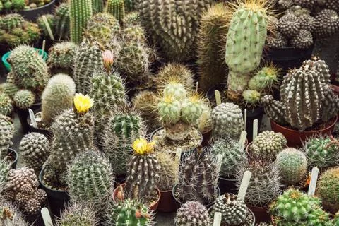 Various cacti mix Stock Photos