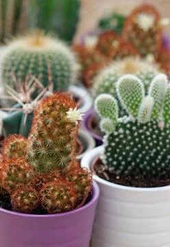 Various cacti Stock Photos