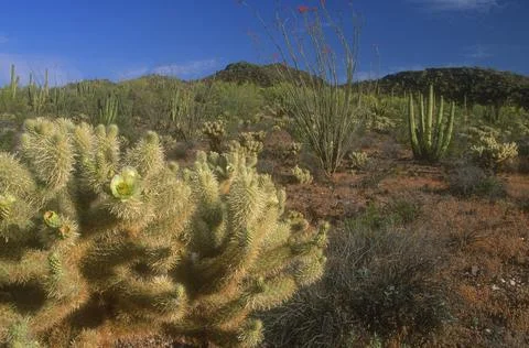 Various Cacti Stock Photos
