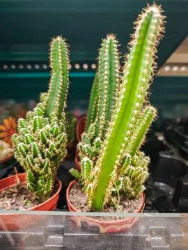 Various Cacti in Pots Stock Photos