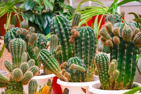 Various cacti in pots on the table in room Stock-Fotos