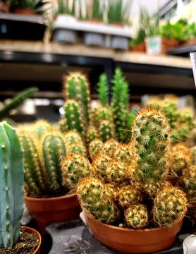 Various cacti at a shop Foto stock