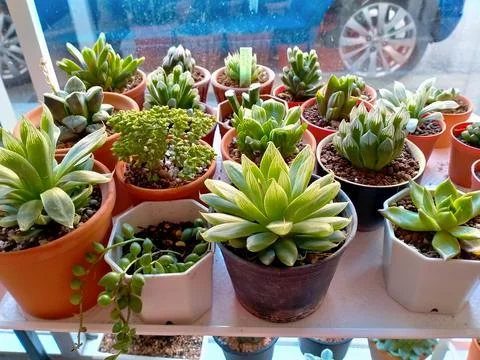 Various cactus plants in different pots Stock Photos