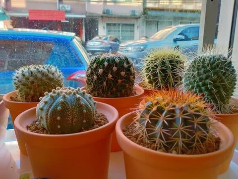 Various cactus plants in different pots Stock Photos