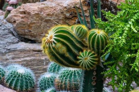 Various cactus plants Stock Photos