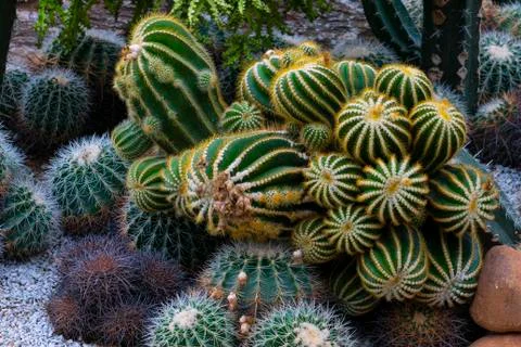Various cactus plants Stock Photos