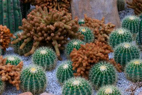 Various cactus plants Stock Photos