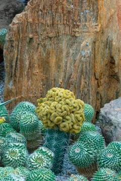 Various cactus plants Stock Photos