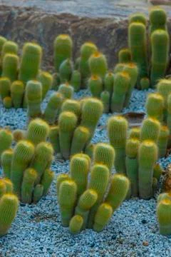 Various cactus plants Stock-Fotos