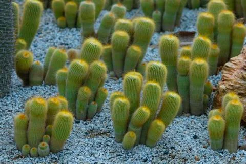 Various cactus plants Stock Photos