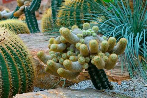 Various cactus plants Stock Photos