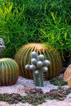 Various cactus plants Stock Photos