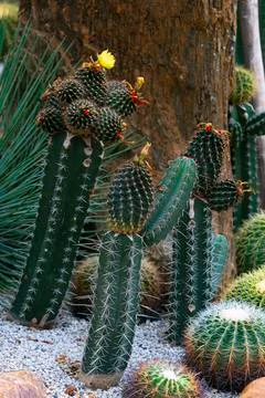 Various cactus plants Stock Photos