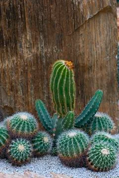 Various cactus plants Stock Photos