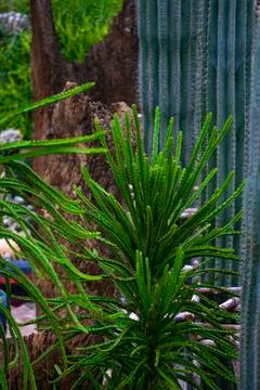 Various cactus plants Stock Photos