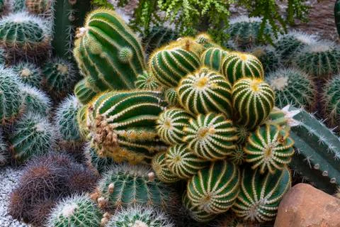 Various cactus plants Stock Photos
