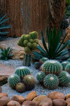 Various cactus plants Stock Photos
