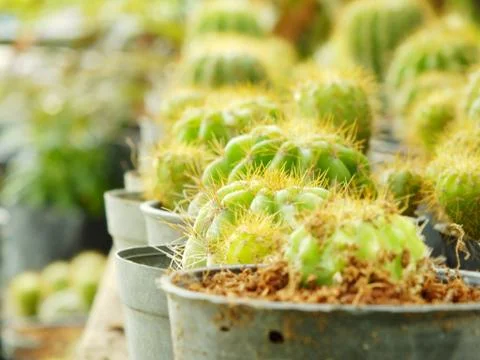 Various cactus plants selective focus Stock Photos
