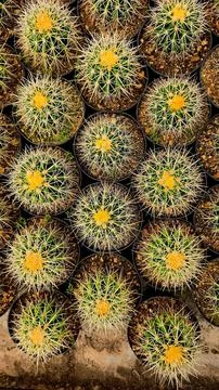 Various cactus pots Stock Photos
