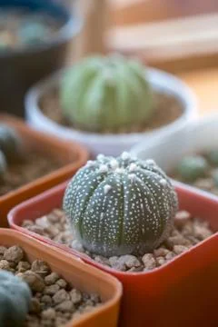 Various of cactus with retro filter effect 写真素材