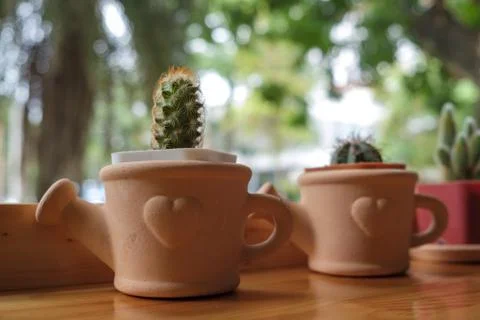 Various of cactus on wood table Stock Photos
