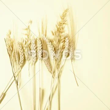 Various Cereal Ears (Wheat, Oats, Rye)