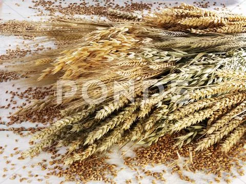 Various Cereal Ears (Wheat, Rye, Oats, Barley)