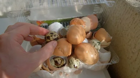 Various Chicken Shells Quail In Man Hand In Storage Box Tray Stock Footage 313014204