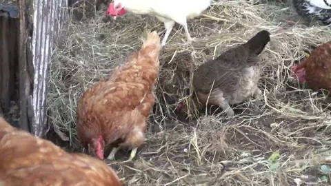 Various Chickens looking through Hay in Coop for something to eat Stock Footage 69168111