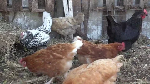 Various Chickens looking through Hay for something to Eat Stock Footage 69168121