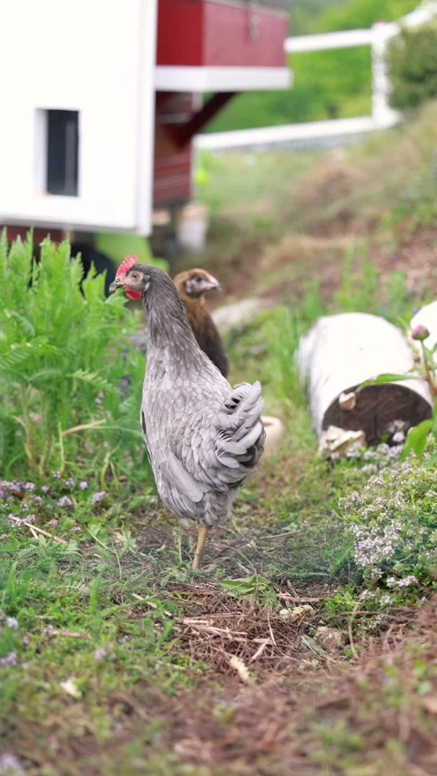 Various close up scenes of backyard chickens Stock Footage 336856638