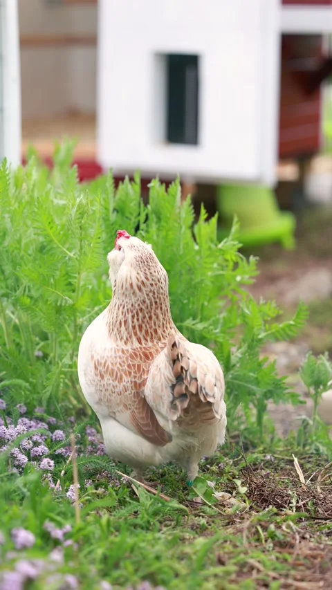 Various close up scenes of backyard chickens Stock Footage 336856762