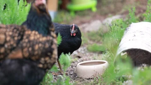 Various close up scenes of backyard chickens Stock Footage 336856763
