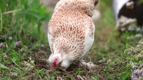Various close up scenes of backyard chickens Stock Footage 336856775