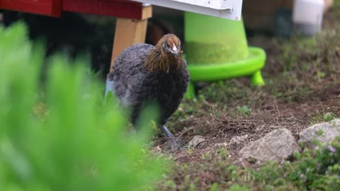 Various close up scenes of backyard chickens Stock Footage 336856776