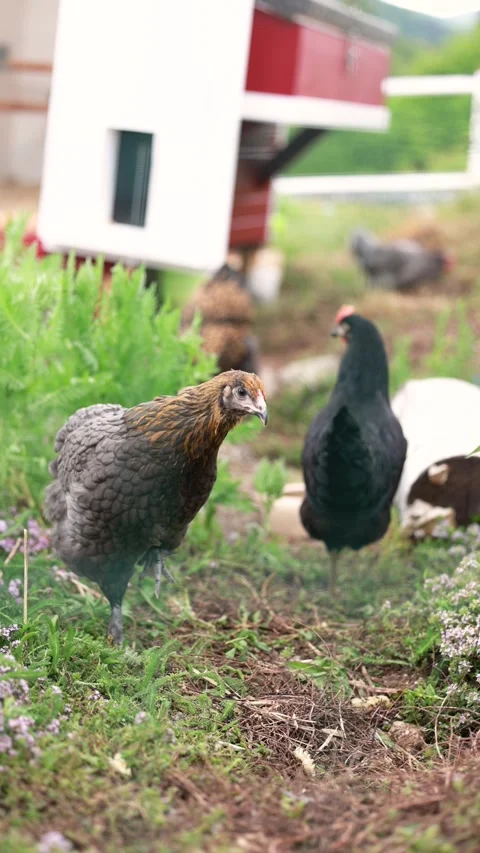 Various close up scenes of backyard chickens Stock Footage 336856806
