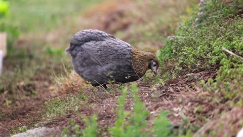Various close up scenes of backyard chickens Stock Footage 336856980