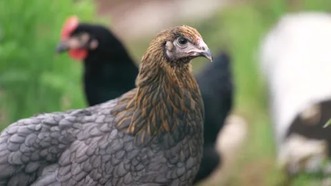 Various close up scenes of backyard chickens Stock Footage 336857056
